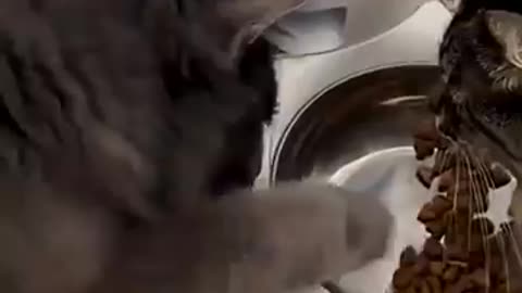 Cute cat