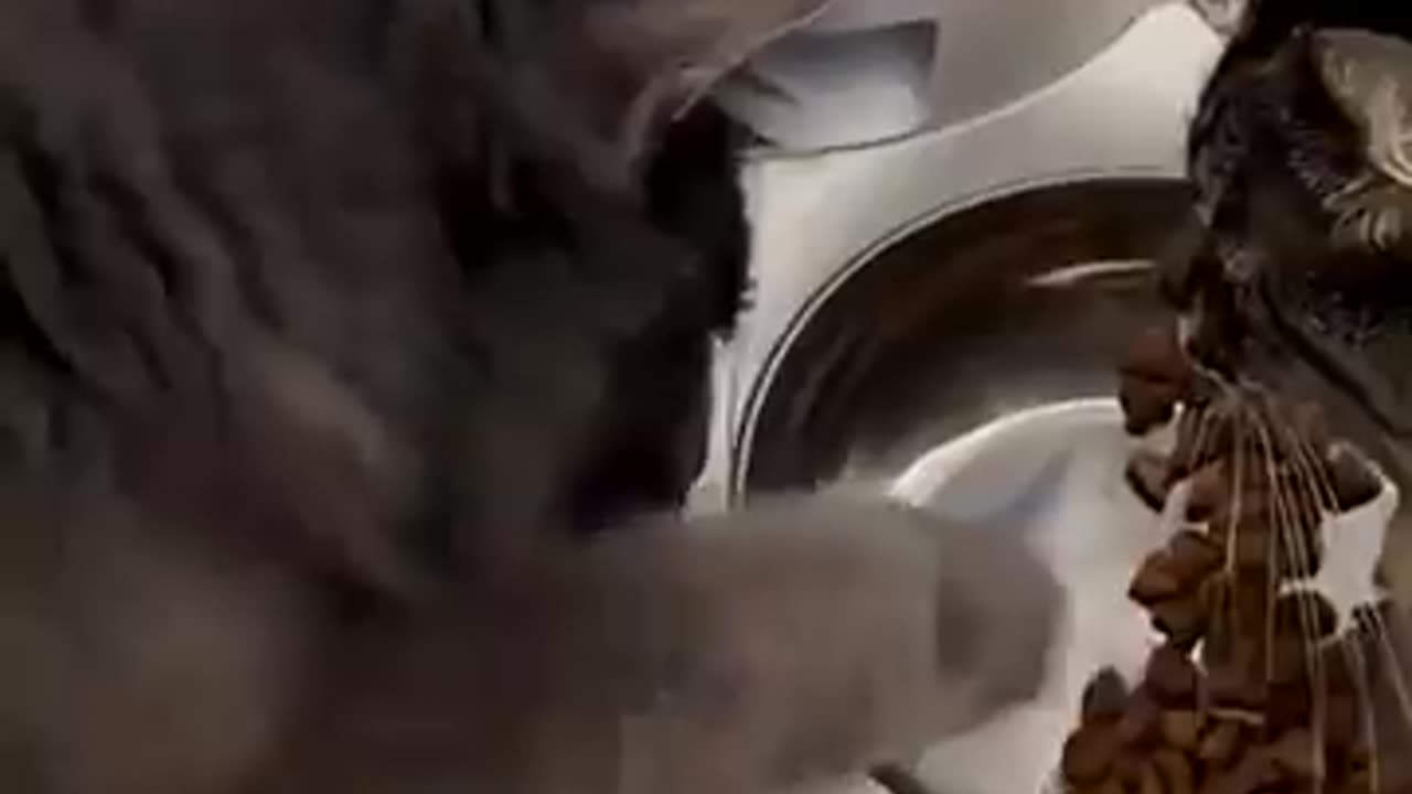 Cute cat