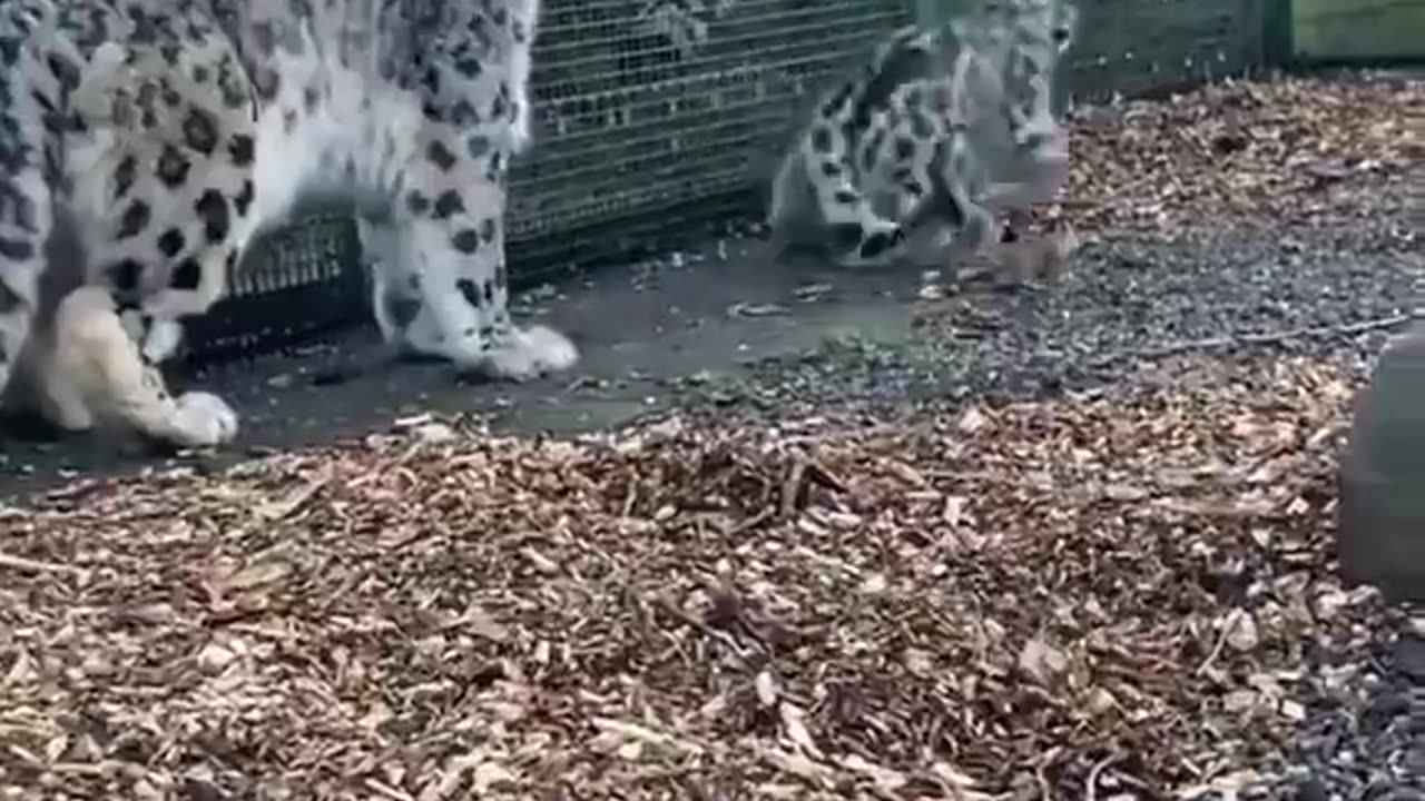 Sassy baby snow leopard 😍🐆