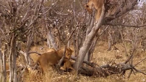 Kingdom of Kings: Lions in the Wild