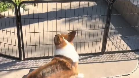Funny Dog cute job🐕🐕🐕🤣🤣🤣🤣