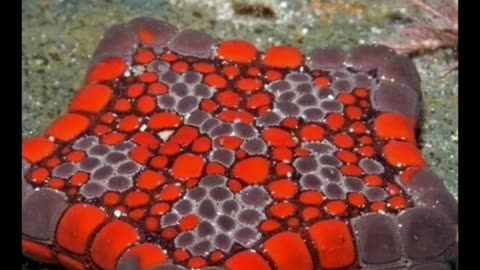 A starfish born square due to a birth defect