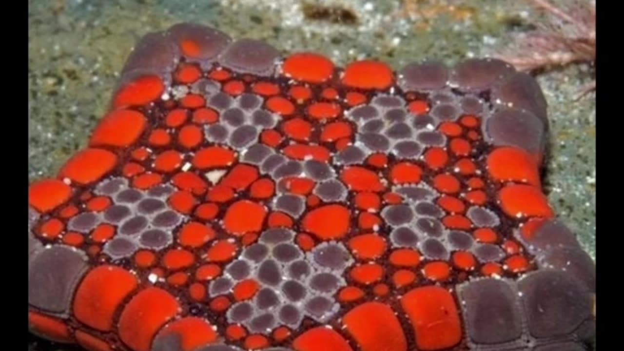 A starfish born square due to a birth defect