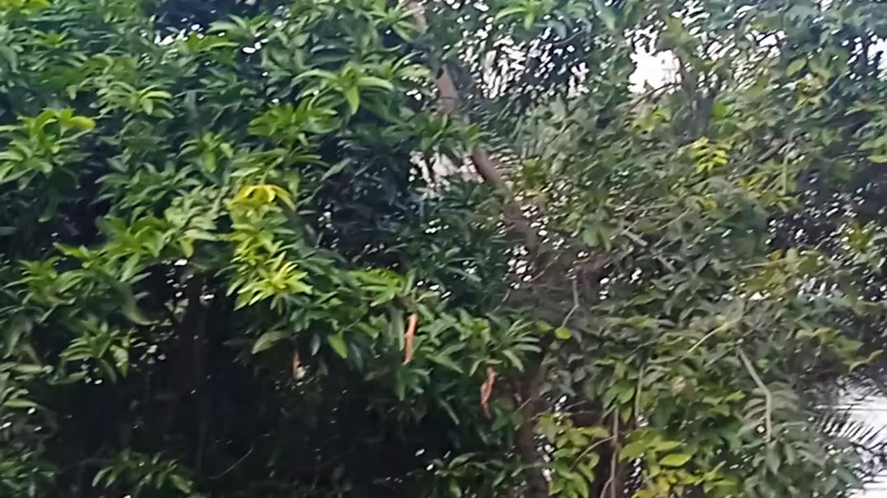 Nature