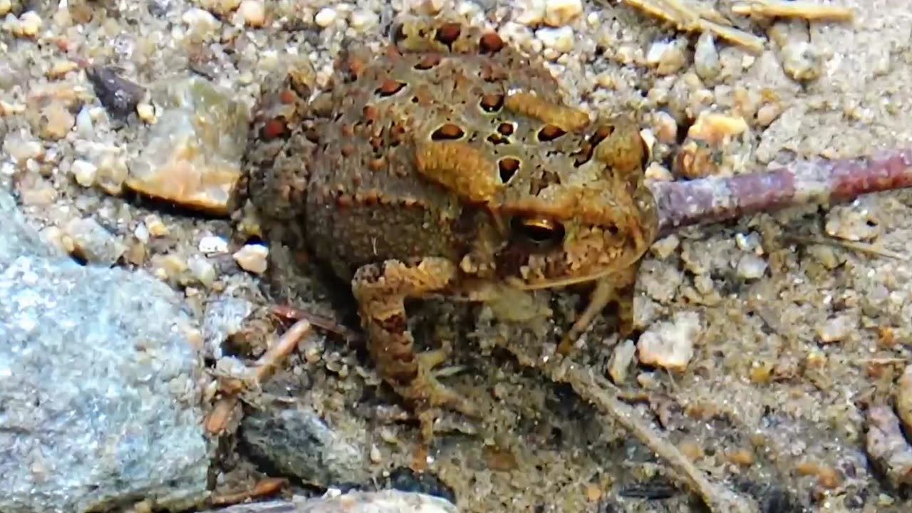 Toad
