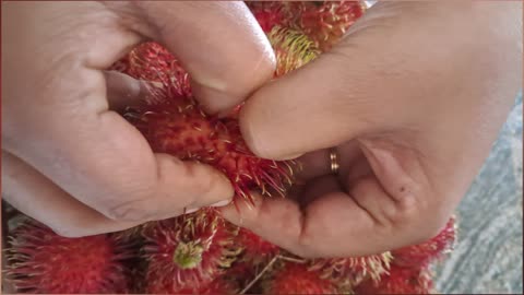 Rambutan