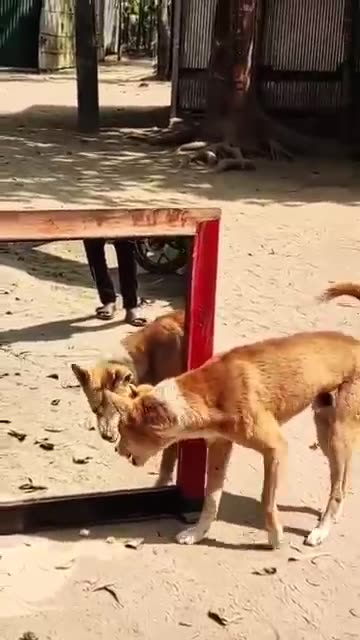 You Laugh, You Lose 😂 | Funny Dog and Dog Mirror Challenge 🐶"