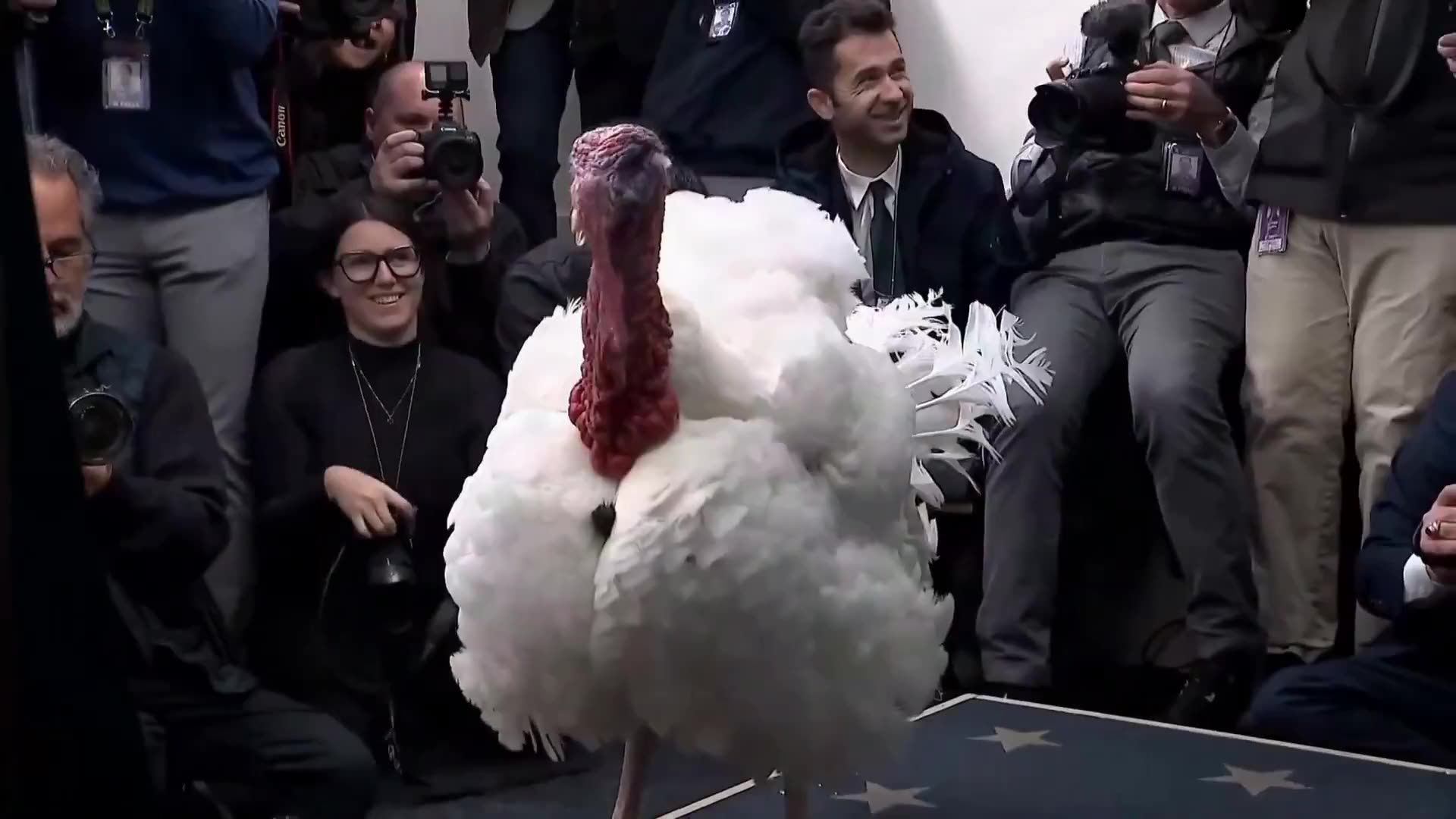 Waddle with the PERFECT gobble!! 🦃 😂