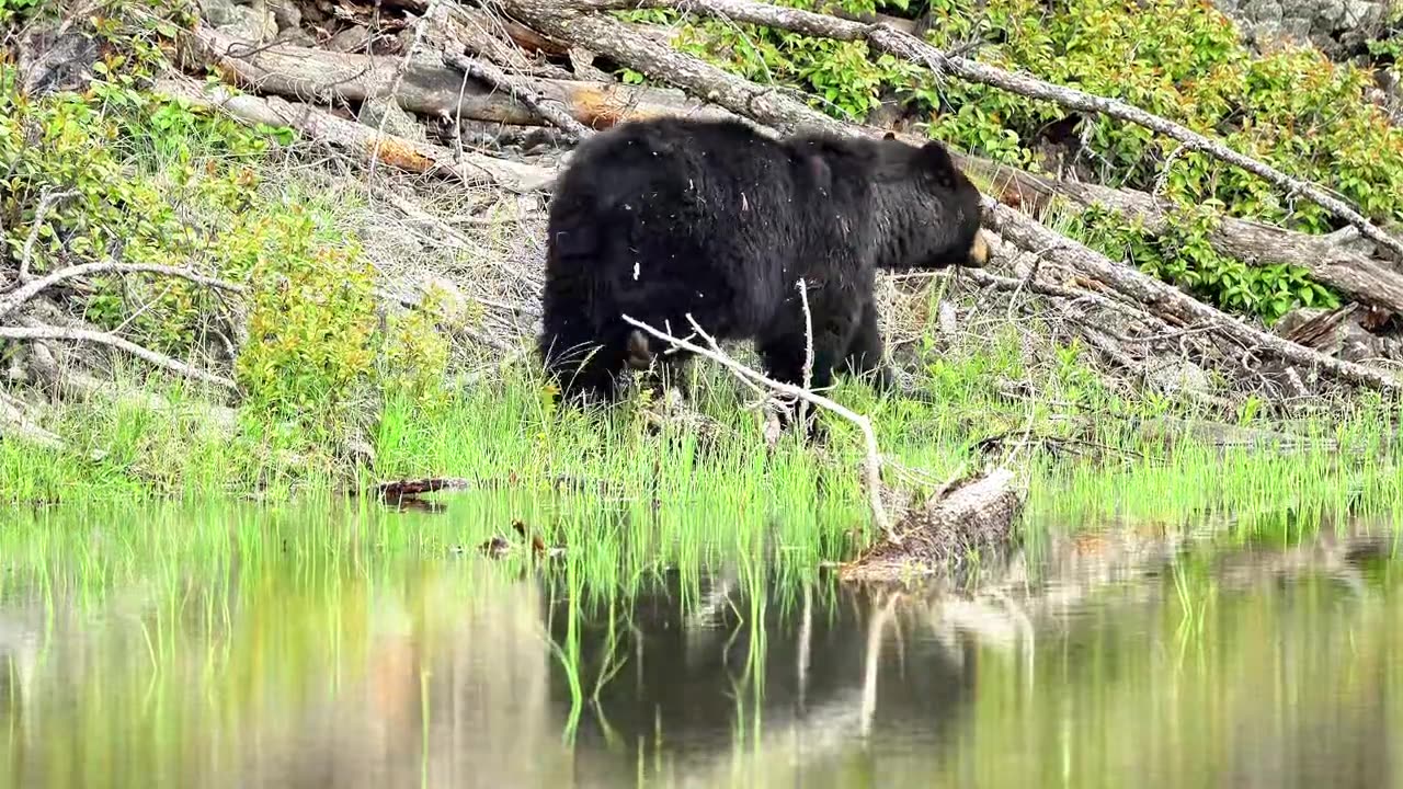 Man saves drowning tiger cub then mother tiger does shocking thing to him