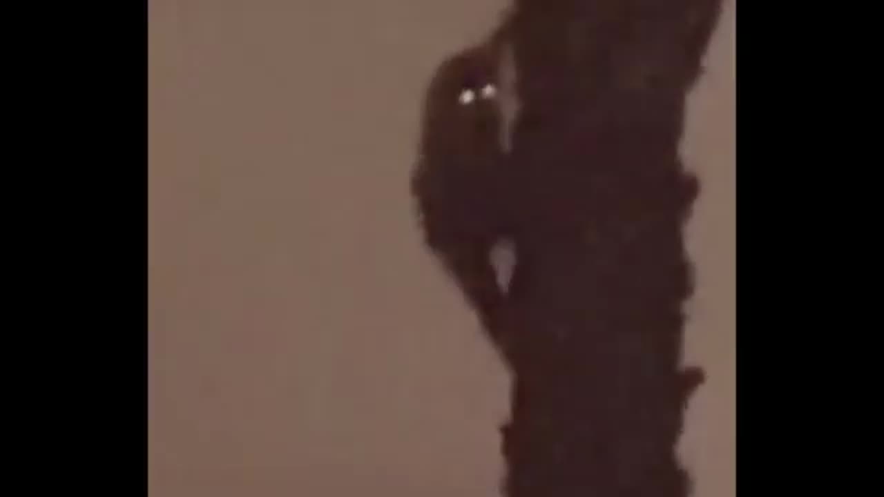 Cryptid a pris en vidéo ce qui est dans cette vidéo effrayante!