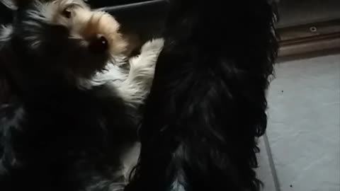 Saying goodbye to Uncle Mike -- Batman & Chewy #funnydogs #yorkie