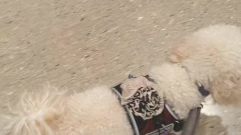 Navigate through bakery, deli, meat sections - Woolies