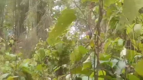 ⚔️🔥 Myanmar War | Rare Footage of Arakan Army Engaged with Junta Near Kyaukphyu | RCF
