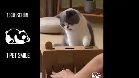 Crazy funny pets