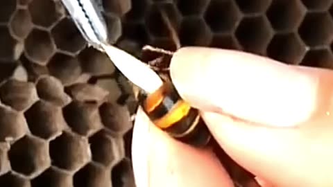 Removing Parasites from Giant Hornets