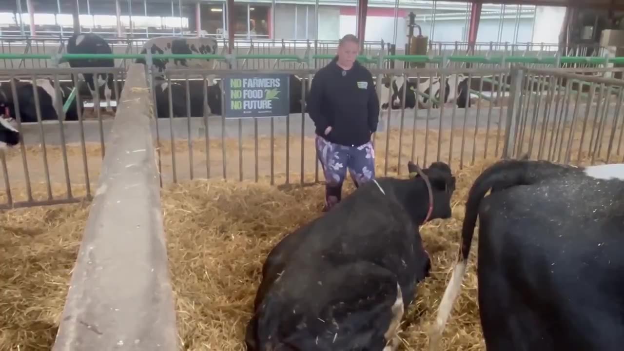 Farmers Claim Cows Dying After Being Fed Bill Gates’ Bovaer Feed in Denmark