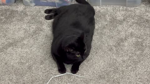 Cute Precious Piper Keeps Busy in the Office - Adopting a Cat from a Shelter Vlog