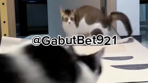 funny cat