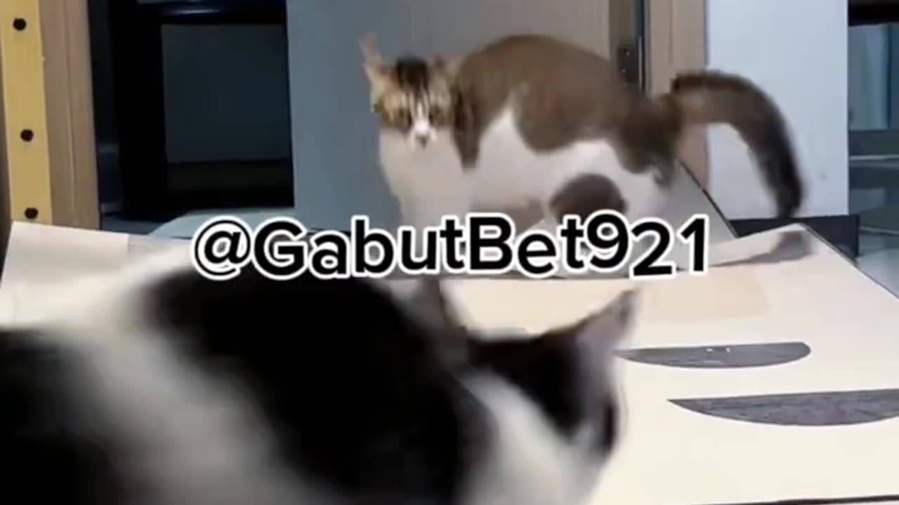 funny cat