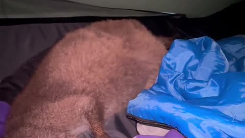 Sharing My Tent With a Kangaroo Joey