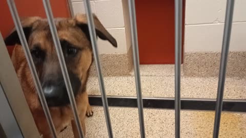 Rosey-tan german shepherd x 2y A811474 Nox-black 1y A882771 kennel 56 pod 2 PACC shelter20251017326