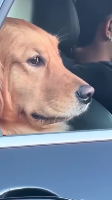 The real boss.. 😅