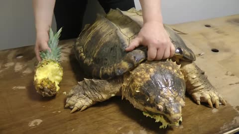 巨大ワニガメパイナップル斬り Alligator snapping turtle snaps a Pineapple off