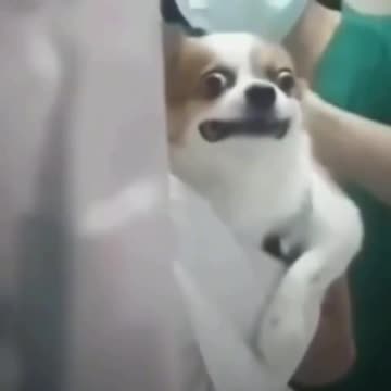 Poor little guy knows what’s coming 😂