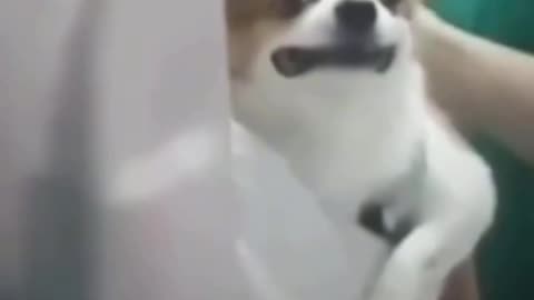 Poor little guy knows what’s coming 😂