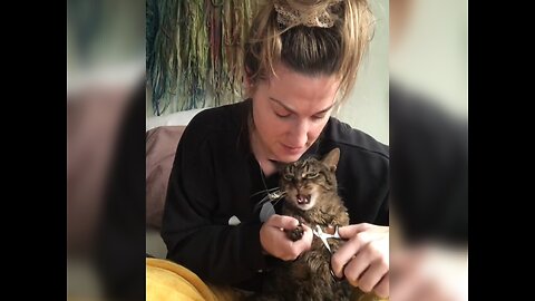 "This Cat Thinks It's a Human! 😂🐾"