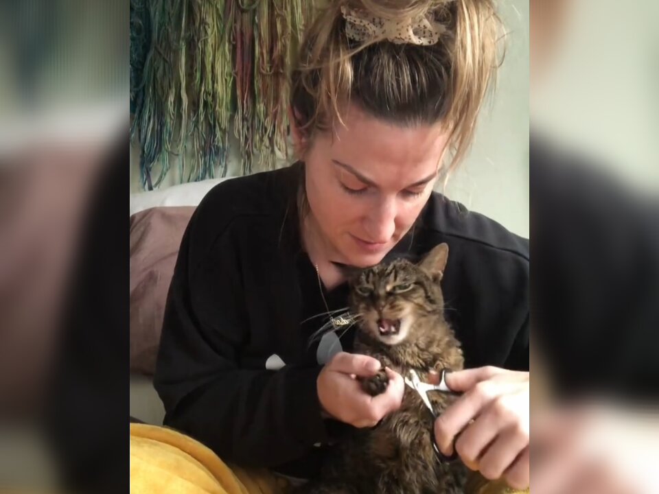 "This Cat Thinks It's a Human! 😂🐾"