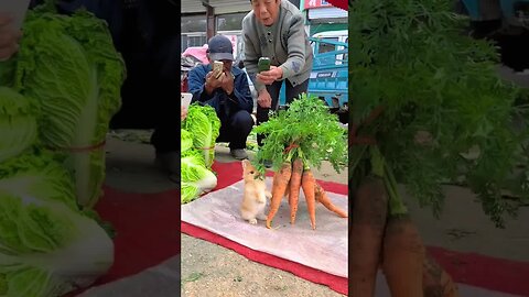 The little rabbit was surrounded and photographed. The cute pet debut plan. The rabbit. The past