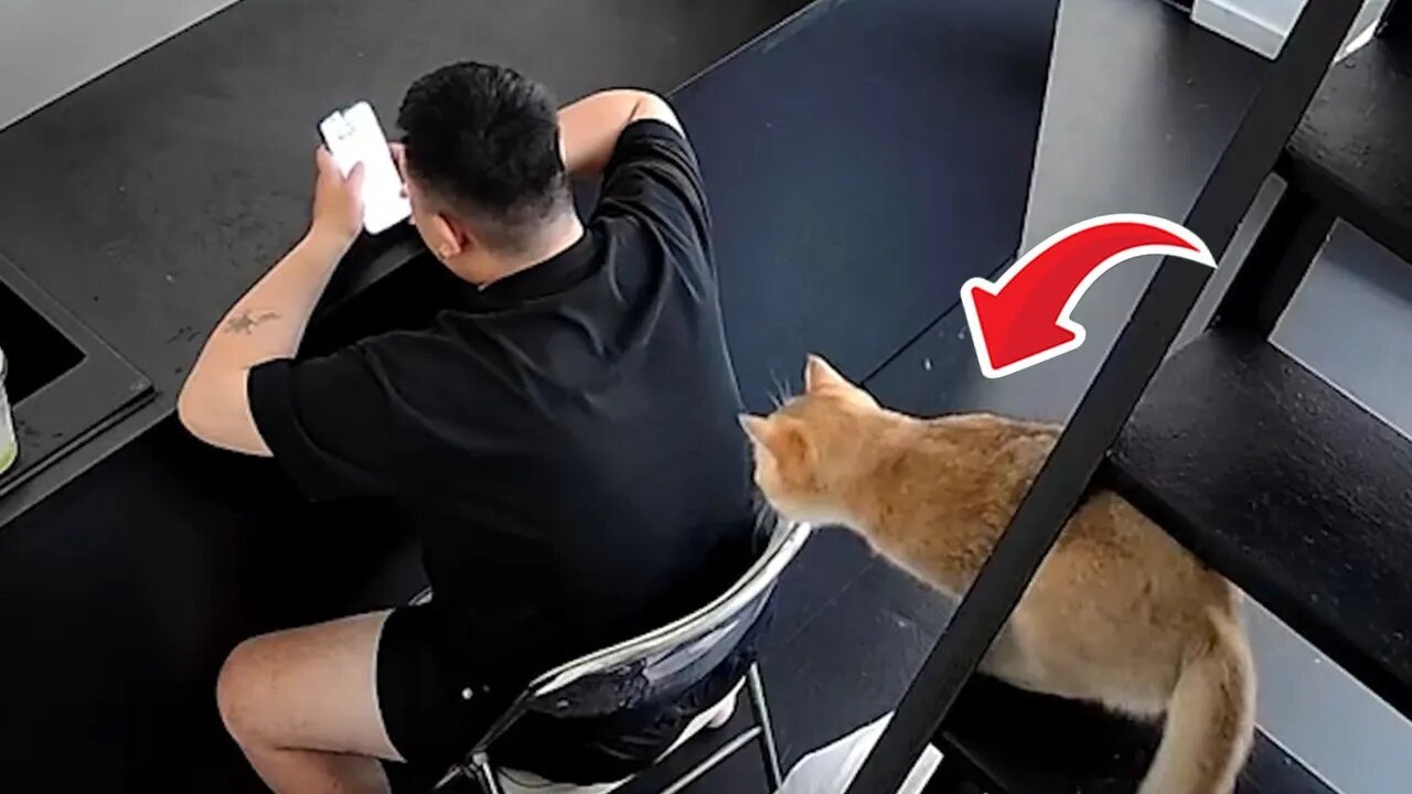 You won't believe this CCTV footage of Cat😵 💫(02)
