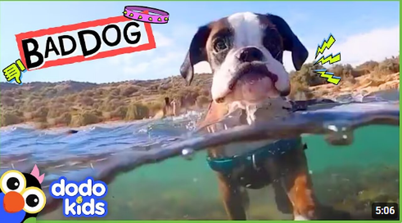 Grumpy Dog Took Our Socks And Towels…But Why??? | Dodo Kids | Bad Boys & Girls
