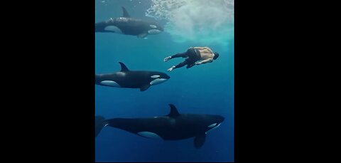 Orcas are the most effective killers in the ocean, but very seldom harms humans in the wild