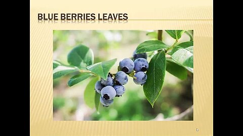 Herbs: Blueberry leaves
