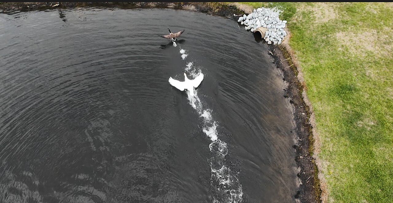 🦢 ⚔️ 🦆 Swan vs. Goose