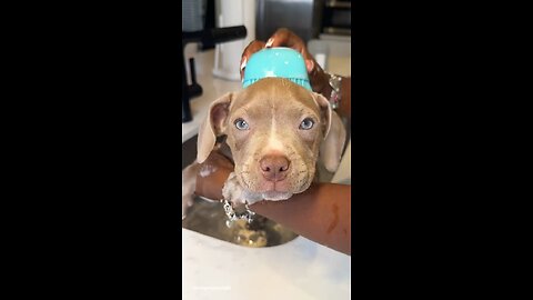 Puppy's First Bath O Guess Puppy's Name