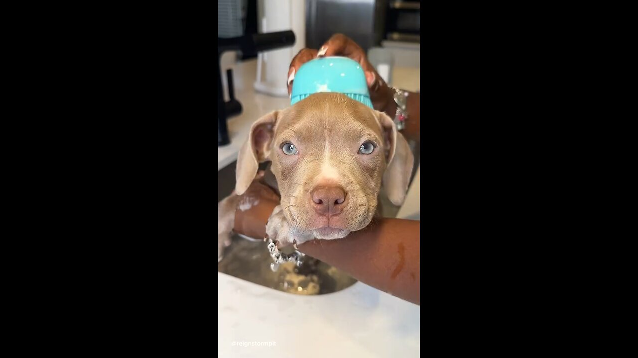 Puppy's First Bath O Guess Puppy's Name