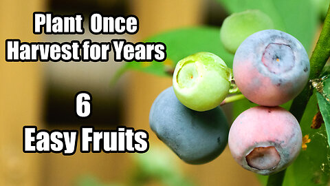 6 fruits that are actaully worth growing