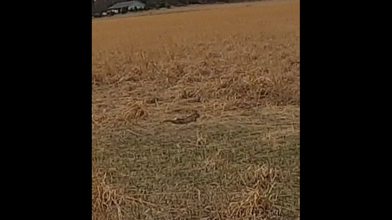 Quail n cottontail