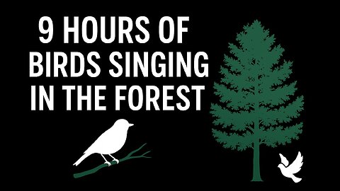 🌲 9 Hours of Birds Singing in the Forest | Black Screen Nature Sounds for Sleep & Relaxation 🕊️