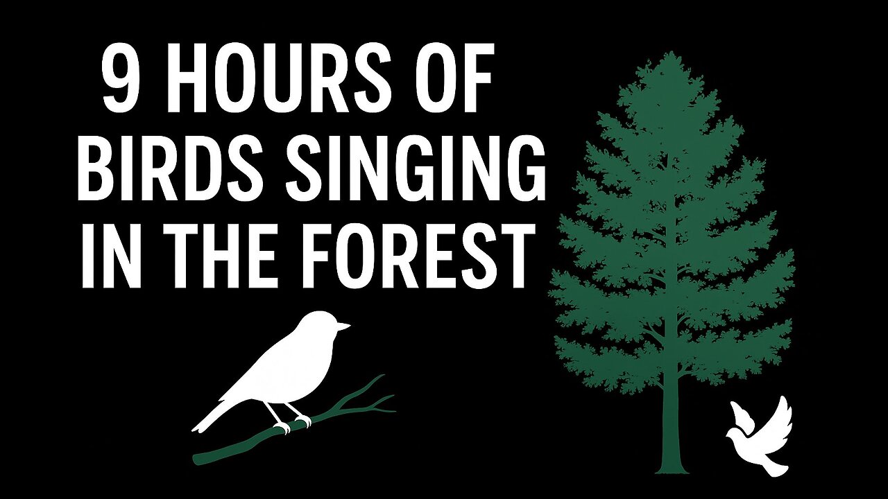 🌲 9 Hours of Birds Singing in the Forest | Black Screen Nature Sounds for Sleep & Relaxation 🕊️