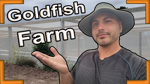 inside look at south african goldfish farm