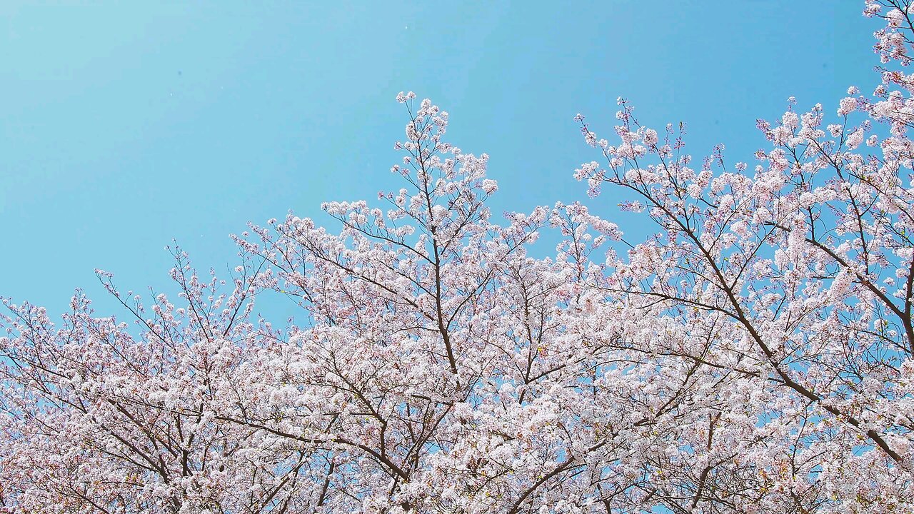 Video Of Trees Under Blue Sky