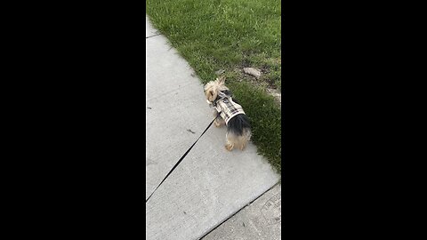 Strolling with Pepe