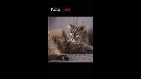 The Laziest Cat Ever?! 🐱😂 Just Watch This!