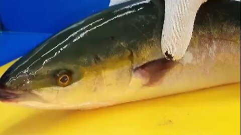 How To Fillet A fish | Amazing Cutting & Cleaning | Fresh Fish Cutting 🔥🔥🔥