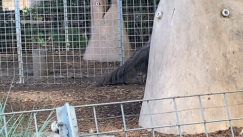 I’m Recording Anteater Walking Around September 18 2025