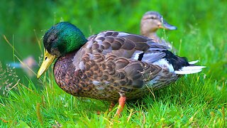 The Mallard Duck Alpha Drake at the Moat Pond Always Finds Me